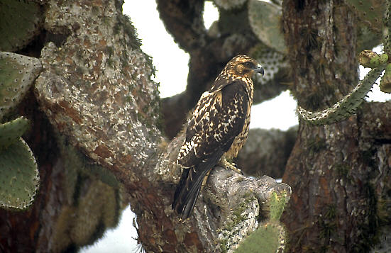 galbuss.jpg (55525 Byte)