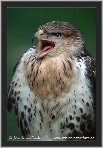 koebuss.jpg (42988 Byte)