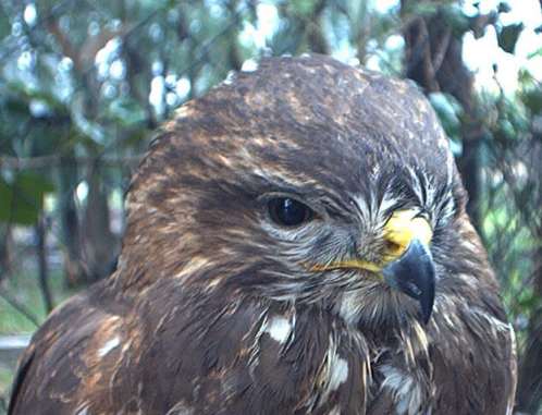 nbuss80.jpg (30594 Byte)